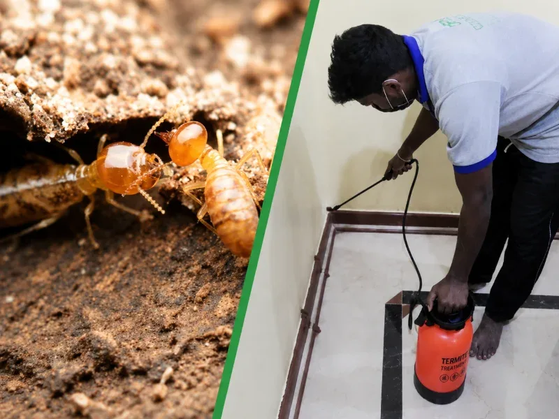 7-Years Termite Protection at ₹4 per Sq. Ft